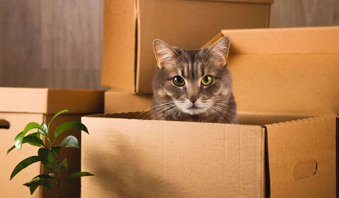 Los gatos y las cajas de mudanzas: Una historia de amor 2 Los gatos y las cajas de mudanzas: Una historia de amor